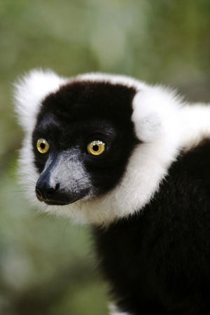 Ruffed Lemur Stare. 